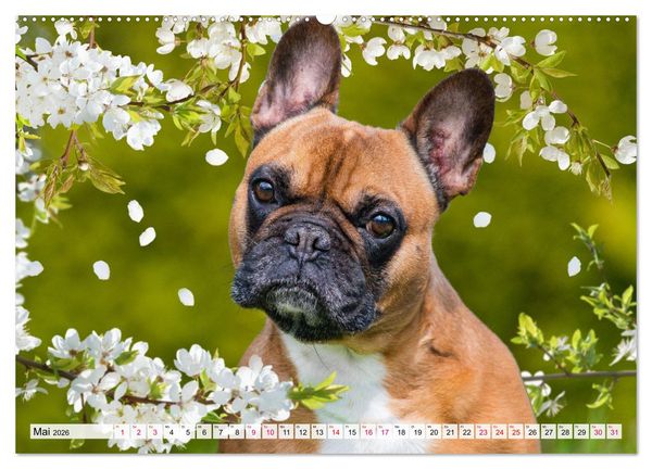 Produktbild: Kleine Helden - Franz&ouml;sische Bulldoggen (hochwertiger Premium Wandkalender 2026 DIN A2 quer), Kunstdruck in Hochglanz