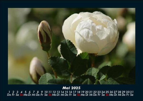 Produktbild: Blumentr&auml;ume 2025 Fotokalender DIN A5
