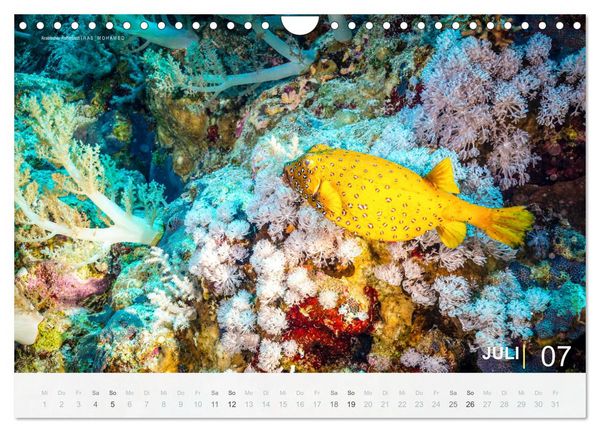 Produktbild: Die sch&ouml;nsten Korallenriffe zum Tauchen in &Auml;gypten (Wandkalender 2026 DIN A4 quer), CALVENDO Monatskalender