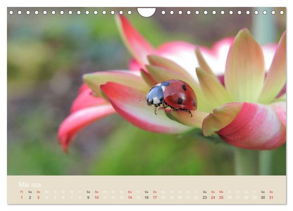 Produktbild: Kleine Gl&uuml;cksk&auml;fer (Wandkalender 2026 DIN A4 quer), CALVENDO Monatskalender