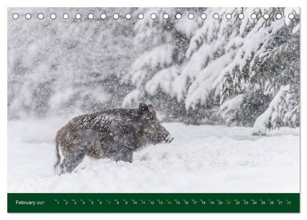 Produktbild: Wild Boars (Desk Calendar 2027 DIN A5 landscape), CALVENDO 12 Month DeskCalendar