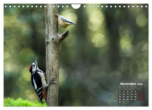 Produktbild: V&ouml;gel in heimischen W&auml;ldern (Wandkalender 2026 DIN A4 quer), CALVENDO Monatskalender