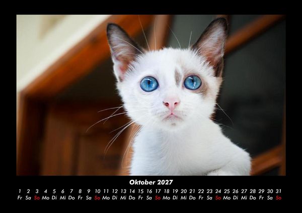 Produktbild: F&uuml;r Katzenfreunde 2027 Fotokalender DIN A3