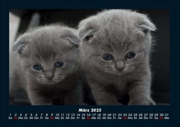 Produktbild: F&uuml;r Katzenfreunde 2025 Fotokalender DIN A4