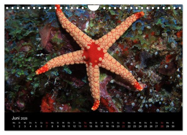 Produktbild: Magische Unterwasserwelten (Wandkalender 2026 DIN A4 quer), CALVENDO Monatskalender