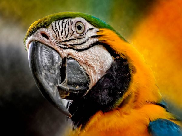 Produktbild: CALVENDO Puzzle Mein bunter Papagei | 1000 Teile Lege-Gr&ouml;&szlig;e 64x48cm Foto-Puzzle f&uuml;r gl&uuml;ckliche Stunden