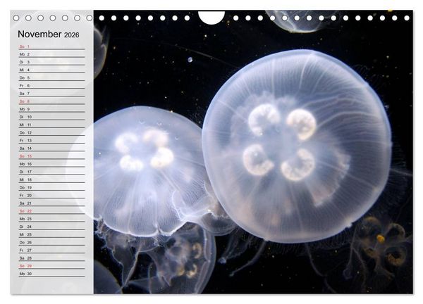 Produktbild: Quallen. Die Welt der Medusen (Wandkalender 2026 DIN A4 quer), CALVENDO Monatskalender