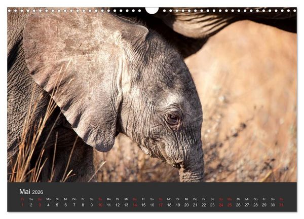 Produktbild: Elefanten - Graue Riesen (Wandkalender 2026 DIN A3 quer), CALVENDO Monatskalender