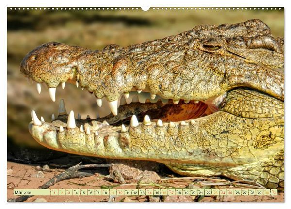 Produktbild: Urzeitreptilien - Krokodil (Wandkalender 2026 DIN A2 quer), CALVENDO Monatskalender