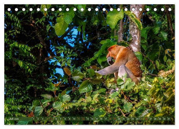 Produktbild: Nasenaffen von Borneo (Tischkalender 2026 DIN A5 quer), CALVENDO Monatskalender
