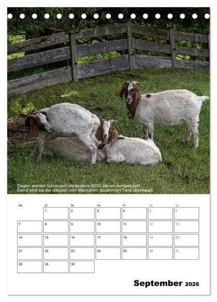 Produktbild: Liebenswerte Landtiere (Tischkalender 2026 DIN A5 hoch), CALVENDO Monatskalender