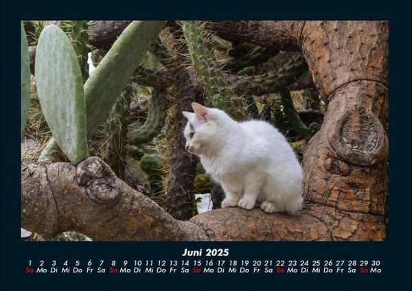 Produktbild: F&uuml;r Katzenfreunde 2025 Fotokalender DIN A4