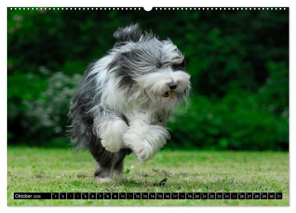 Produktbild: Liebenswerter Clown Bearded Collie (Wandkalender 2026 DIN A2 quer), CALVENDO Monatskalender