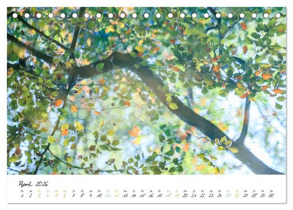 Produktbild: In der Welt der B&auml;ume (Tischkalender 2026 DIN A5 quer), CALVENDO Monatskalender