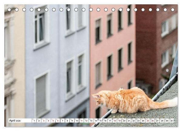 Produktbild: M&uuml;nster Miezen - &uuml;ber den D&auml;chern (Tischkalender 2026 DIN A5 quer), CALVENDO Monatskalender