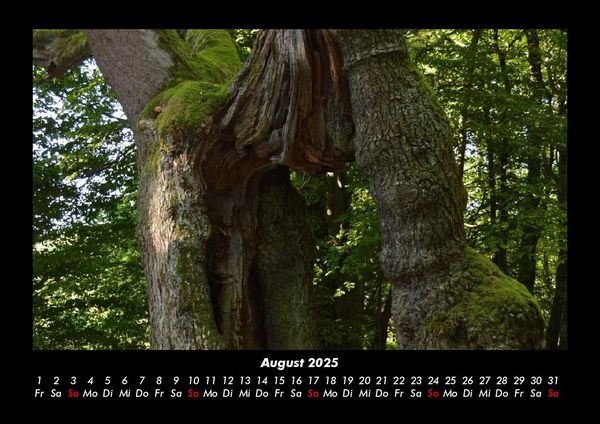 Produktbild: Waldzauber 2025 Fotokalender DIN A3