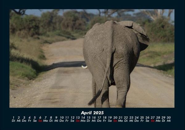 Produktbild: Elefanten 2025 Fotokalender DIN A4
