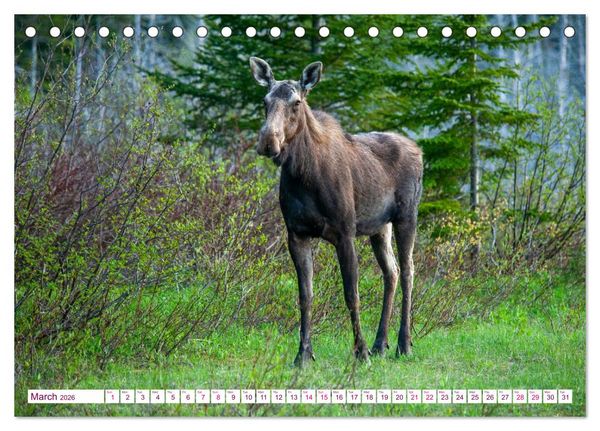 Produktbild: THE NORTHERN WOODLANDS MOOSE (Desk Calendar 2026 DIN A5 landscape), CALVENDO 12 Month DeskCalendar