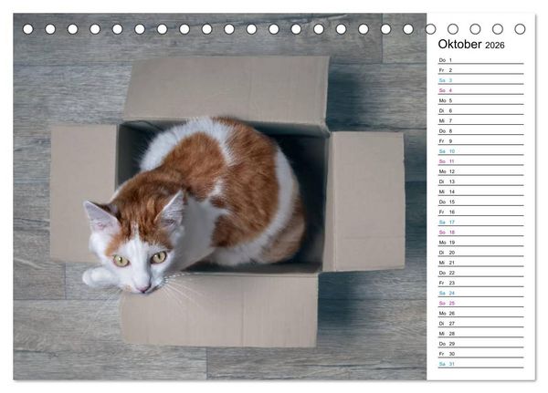 Produktbild: Karton Katzen (Tischkalender 2026 DIN A5 quer), CALVENDO Monatskalender