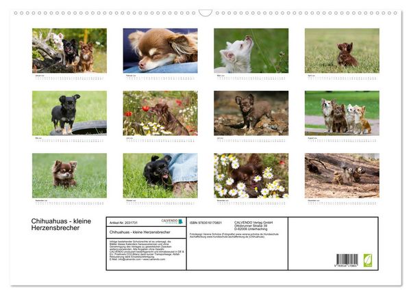Produktbild: Chihuahuas - kleine Herzensbrecher (Wandkalender 2026 DIN A2 quer), CALVENDO Monatskalender