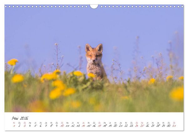 Produktbild: Fuchs entdeckt - im Naturparadies der Mecklenburgischen Seenplatte (Wandkalender 2026 DIN A3 quer), CALVENDO Monatskalender