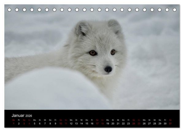 Produktbild: Polarfuchsstudien Wildlife (Tischkalender 2026 DIN A5 quer), CALVENDO Monatskalender