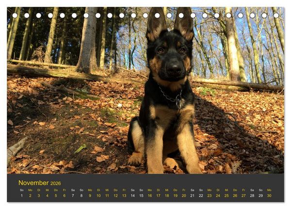 Produktbild: Deutscher Sch&auml;ferhund-Welpe - aus der Ostdeutschen Arbeitslinie (Tischkalender 2026 DIN A5 quer), CALVENDO Monatskalender