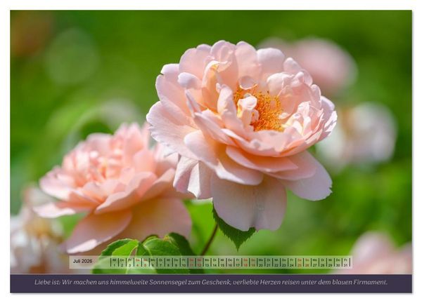 Produktbild: Rosen, Liebe ist (Wandkalender 2026 DIN A4 quer), CALVENDO Monatskalender