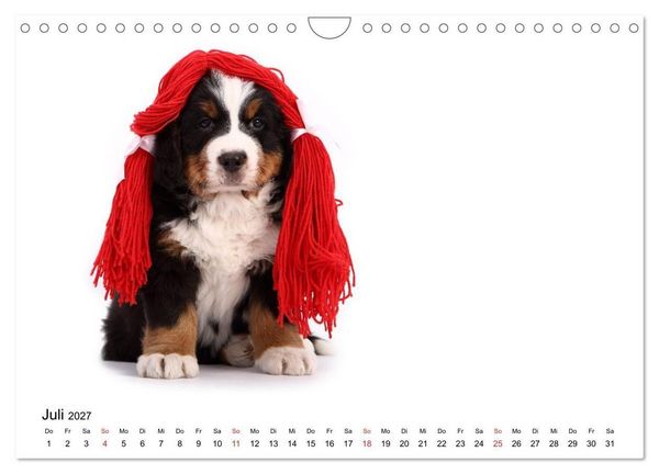 Produktbild: Funny Dogs (Wandkalender 2027 DIN A4 quer), CALVENDO Monatskalender
