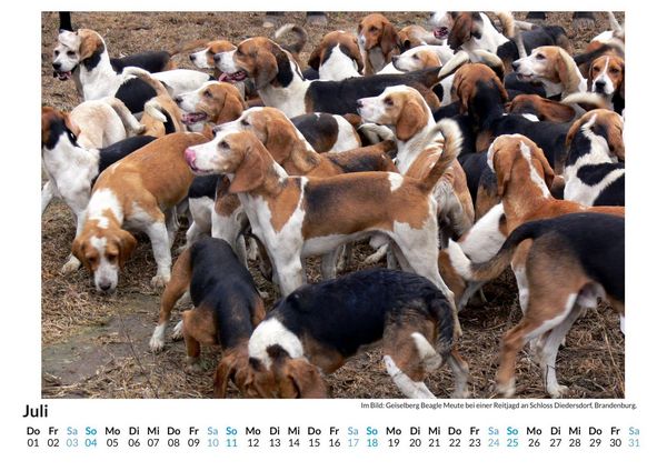 Produktbild: Beagle