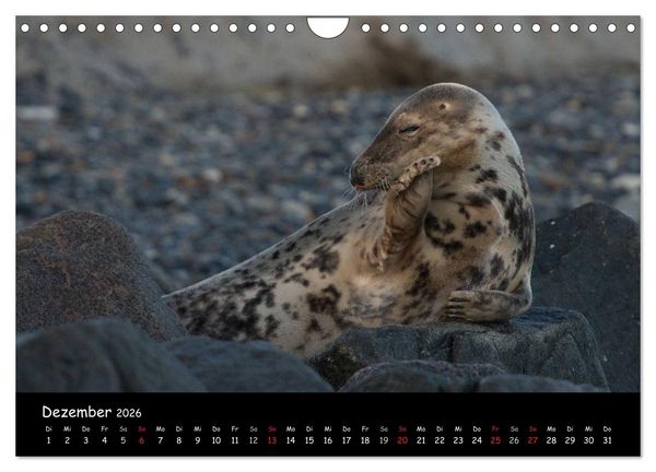 Produktbild: Robben auf Helgoland 2026 (Wandkalender 2026 DIN A4 quer), CALVENDO Monatskalender