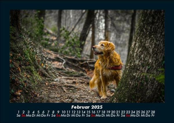 Produktbild: B&auml;ume 2025 Fotokalender DIN A5