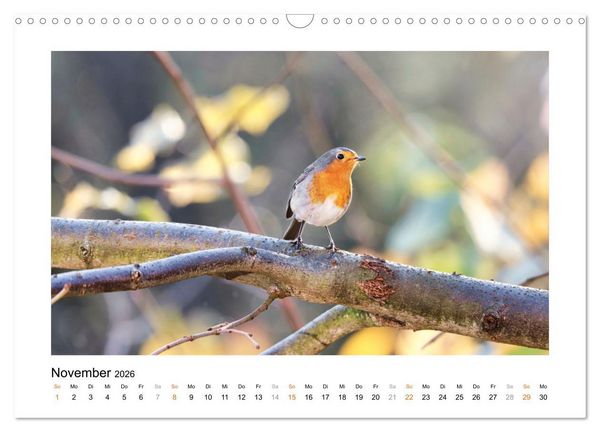Produktbild: Zauberhafte Rotkehlchen (Wandkalender 2026 DIN A3 quer), CALVENDO Monatskalender