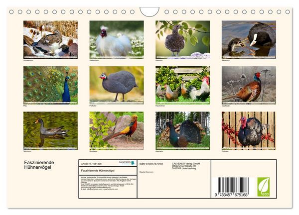 Produktbild: Faszinierende H&uuml;hnerv&ouml;gel (Wandkalender 2026 DIN A4 quer), CALVENDO Monatskalender