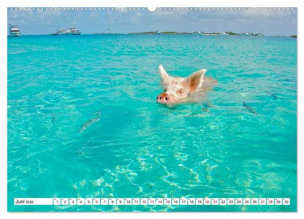 Produktbild: Schweine im Dauerurlaub auf den Bahamas! (hochwertiger Premium Wandkalender 2026 DIN A2 quer), Kunstdruck in Hochglanz