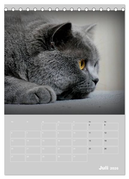 Produktbild: Graue Engel - Britischkurzhaar-Katzen (Tischkalender 2026 DIN A5 hoch), CALVENDO Monatskalender