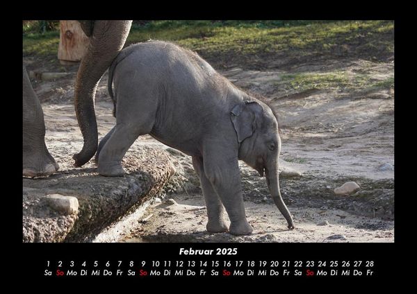 Produktbild: Elefanten 2025 Fotokalender DIN A3