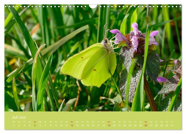 Produktbild: Fauna trifft Flora - Tierischer Besuch im Pflanzenreich (Wandkalender 2026 DIN A3 quer), CALVENDO Monatskalender