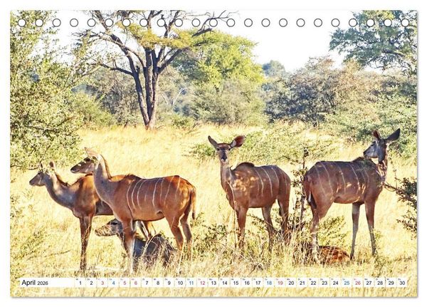 Produktbild: Namibia, Faszination W&uuml;ste und Tierwelt (Tischkalender 2026 DIN A5 quer), CALVENDO Monatskalender