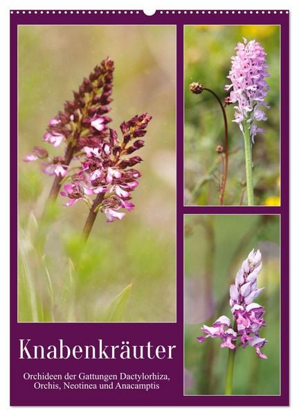 Produktbild: Knabenkr&auml;uter (Wandkalender 2026 DIN A2 hoch), CALVENDO Monatskalender