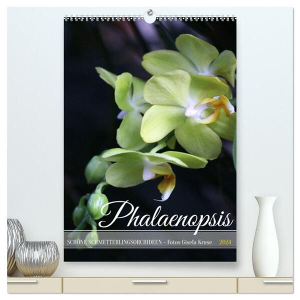 Phalaenopsis - Schöne Schmetterlingsorchideen (hochwertiger Premium Wandkalender 2024 DIN A2 hoch), Kunstdruck in Hochgl