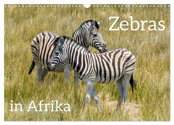 Produktbild: Zebras in Afrika (Wandkalender 2026 DIN A3 quer), CALVENDO Monatskalender