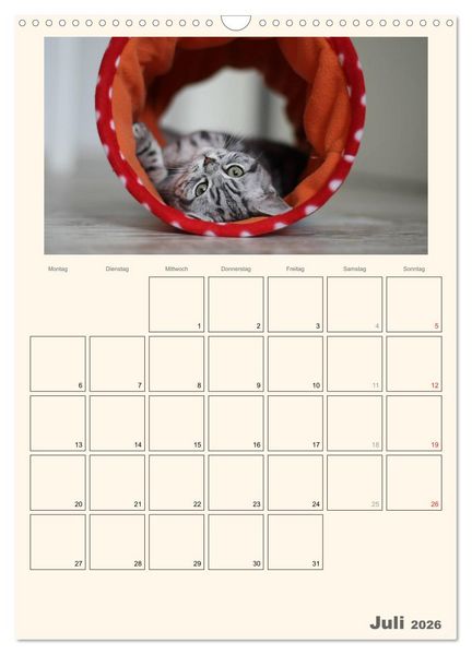 Produktbild: Schmusige Britisch Kurzhaar (Wandkalender 2026 DIN A3 hoch), CALVENDO Monatskalender