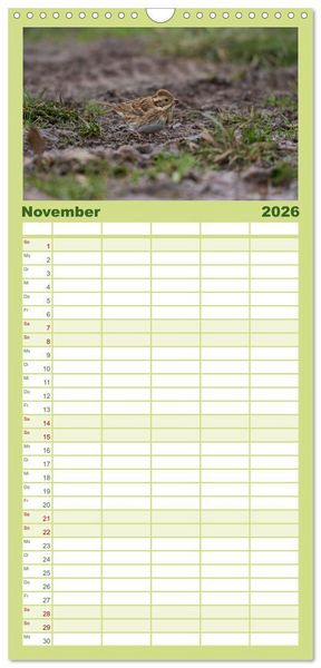 Produktbild: Familienplaner 2026 - Wilde Vogelwelt Helgoland mit 5 Spalten (Wandkalender, 21 x 45 cm) CALVENDO