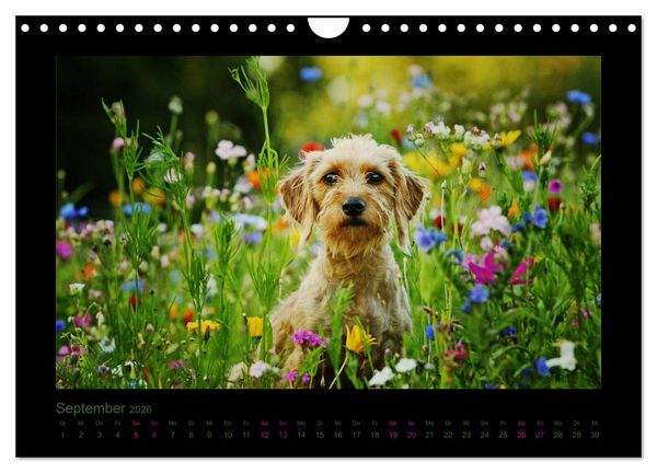 Produktbild: Elli Pirelli... aus dem Leben eines fr&ouml;hlichen Pinscher-Dackel-M&auml;dels (Wandkalender 2026 DIN A4 quer), CALVENDO Monatskalender