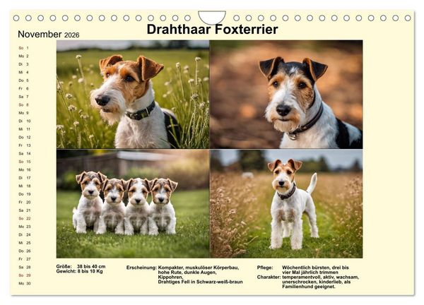 Produktbild: Terrier-Rassen im Portrait (Wandkalender 2026 DIN A4 quer), CALVENDO Monatskalender