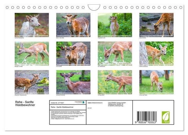 Produktbild: Rehe - Sanfte Waldbewohner (Wandkalender 2026 DIN A4 quer), CALVENDO Monatskalender