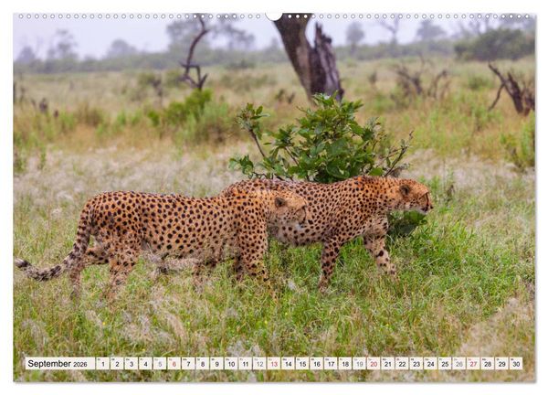 Produktbild: Afrikas wilde Katzen (hochwertiger Premium Wandkalender 2026 DIN A2 quer), Kunstdruck in Hochglanz