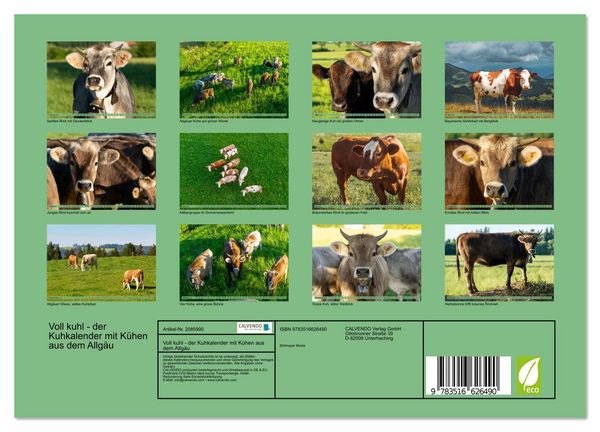 Produktbild: Voll kuhl - der Kuhkalender mit K&uuml;hen aus dem Allg&auml;u (Wandkalender 2026 DIN A4 quer), CALVENDO Monatskalender