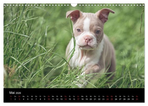 Produktbild: Colored Boston Terrier 2026 (Wandkalender 2026 DIN A3 quer), CALVENDO Monatskalender